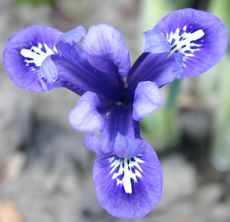 Zwerg-Iris-9.jpg